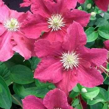 Клематис ‘Ernest Markham ’ (Clematis ‘Ernest Markham ’)